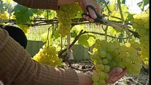 Подмосковье 24августа,..шикарный эксперимент с виноградом 💁🍇🍇🍇