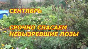 Сентябрь. СРОЧНО СПАСАЕМ невызревшие ЛОЗЫ