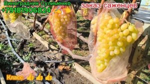 Вкусняшка кишмиш Арсеньевский готов!