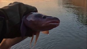 А НАЧАЛОСЬ ВСЕ НЕ ПЛОХО ! Рыбалка на Оби 16 сентября 2025г.