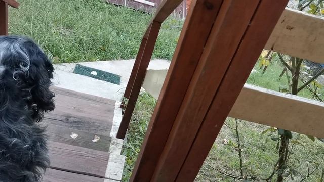 СОЧИ ГОРНОЕ ЛОО ВЕЧЕР 20.09.2025 смотреть онлайн