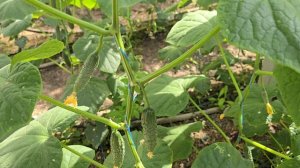 Томат и огурец,  питание и защита. Видео 2, середина сентября. Краснодарский край.