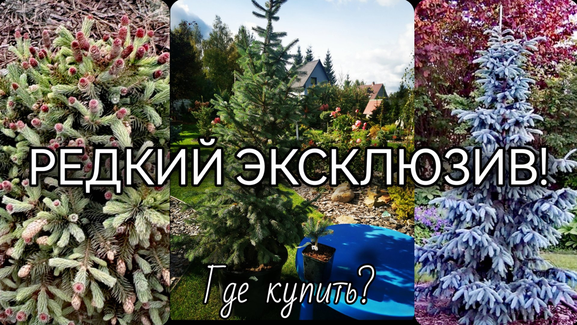 РЕДКИЙ хвойный ЭКСКЛЮЗИВ!ГДЕ КУПИТЬ?🔥НОВИНКИ!🔥#Piceapinkbubbles #garden #Piceaengelmaniiglauca смотреть онлайн