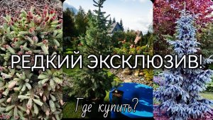 РЕДКИЙ хвойный ЭКСКЛЮЗИВ!ГДЕ КУПИТЬ?🔥НОВИНКИ!🔥#Piceapinkbubbles #garden #Piceaengelmaniiglauca