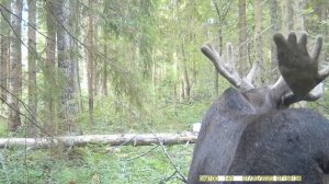 Дикий лось(сохатый) пришел на солонец для лося|Лось на солонце часть №10