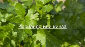 Кориандр или кинза