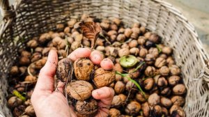 Сбор фундука и грецкого ореха начался в Азербайджане