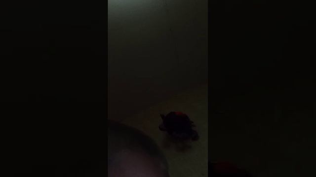 стрим смотреть онлайн