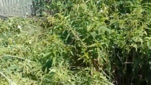 Работы на Саманном