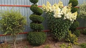 Как красиво подстричь хвойные и не только...🤔