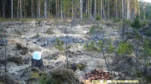 Сокол посетил кормушку для кабанов