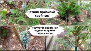 Летняя прививка хвойных. Результат срастания подвоя и привоя через месяц.