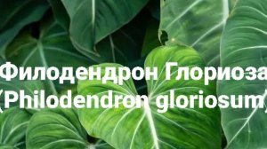 Филодендрон Глориоза