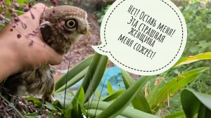 Маша опять напугала сыча Лучика. Сажаем орхидеи на корягу. Неудержимый ёжик