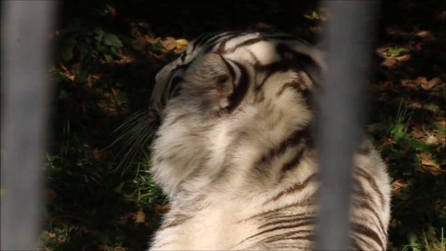 Бенгальский тигрёнок Кови где хочет там и спит 17.09.2025 смотреть онлайн