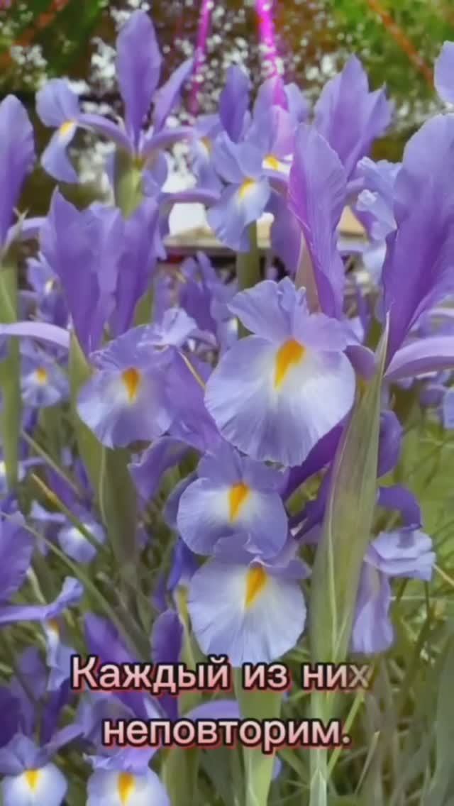 каждый из них неповторим