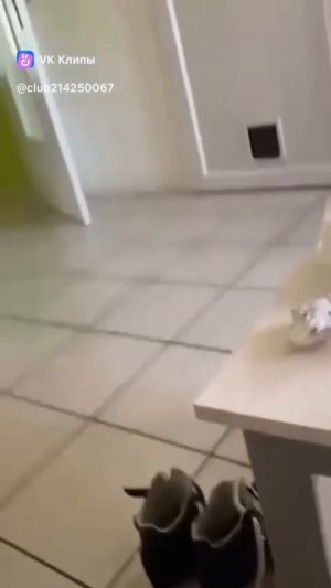 Ловцы мышей и крыс