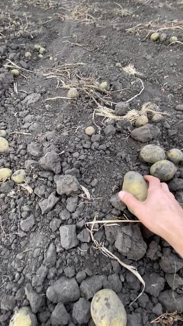 Картофельное поле смотреть онлайн