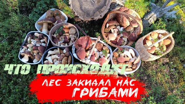 Грибы атакуют🔥 Те самые грибные места которые ищут все‼️