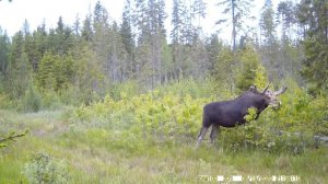 Чем питается лось в лесу.3 интересных факта о животных.Рацион лося в лесу