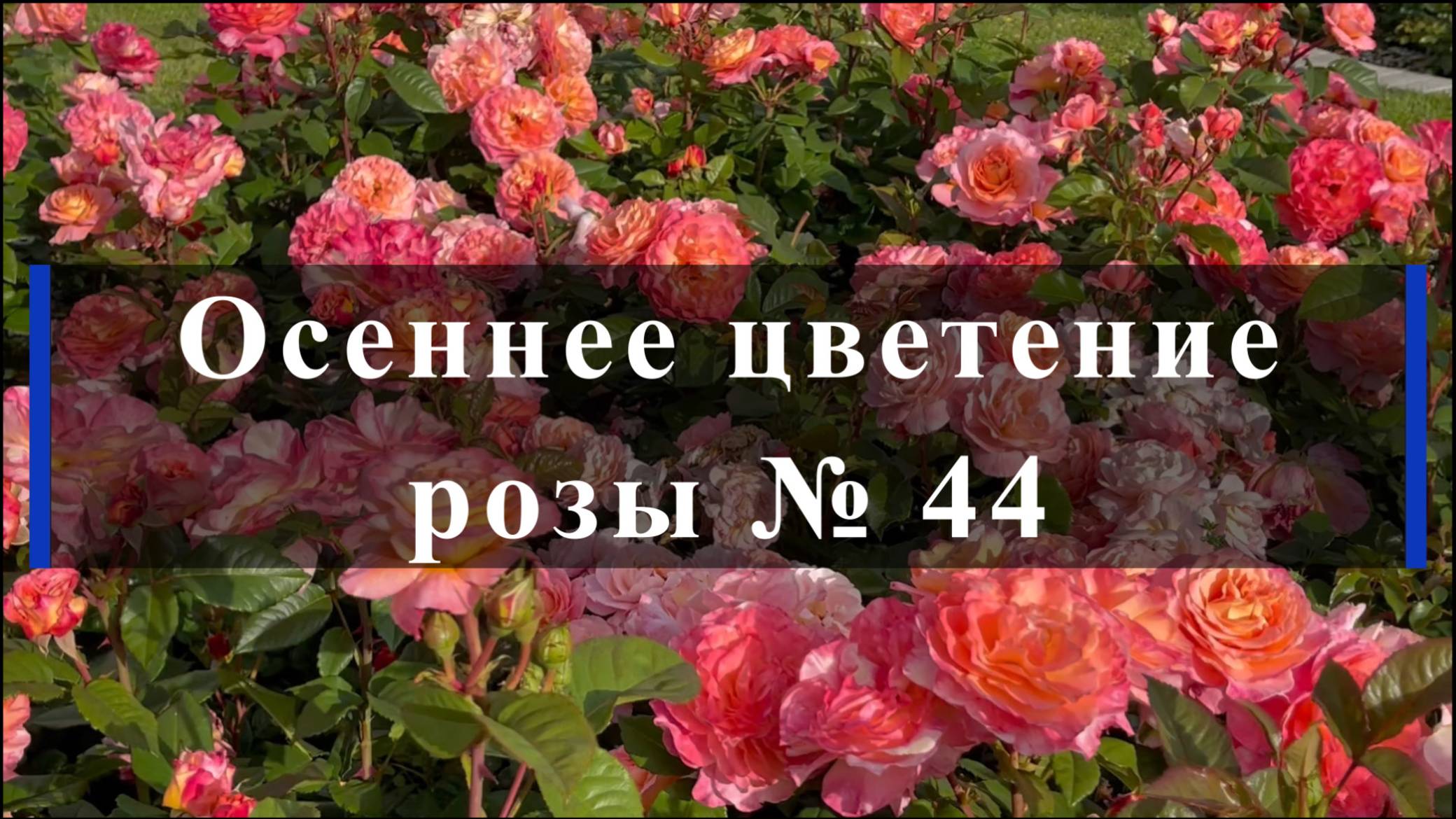 Осеннее цветение розы № 44 смотреть онлайн