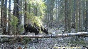 Дикий лось(сохатый) пришел на солонец для лося|Лось на солонце часть №1