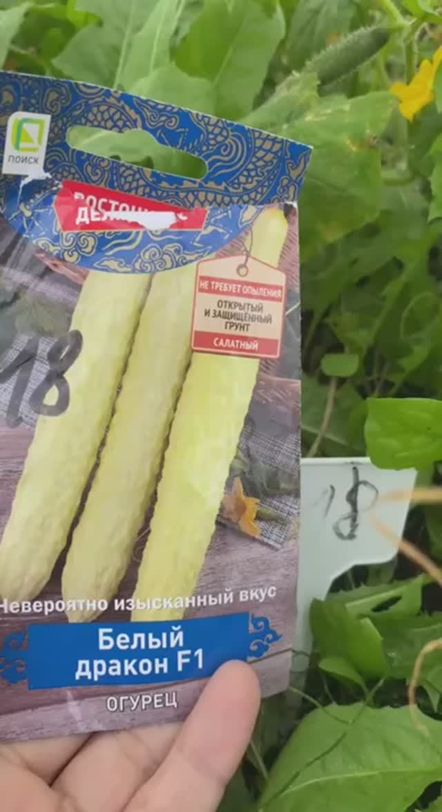 ОБМАН! Выросли обычные огурцы, вовсе не белые