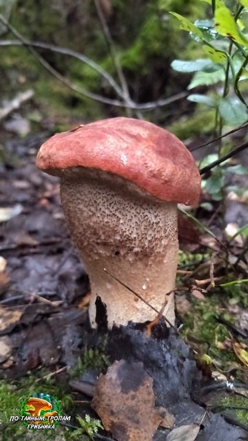 Крепыш подосиновик смотреть онлайн