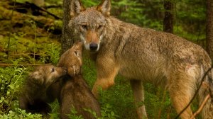 Законы выживания в диком лесу: как волки и куницы учатся охоте и защите от врагов? | Все как у людей