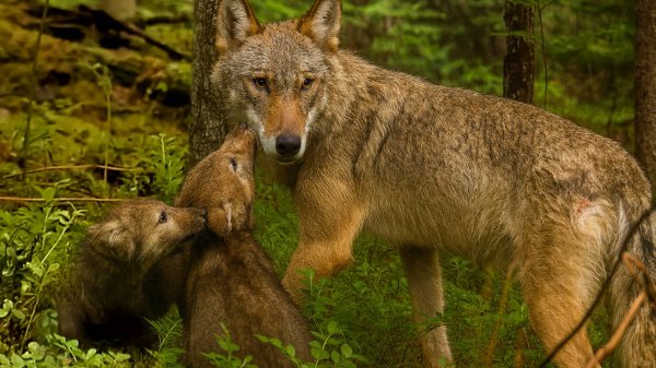 Законы выживания в диком лесу: как волки и куницы учатся охоте и защите от врагов? | Все как у людей