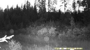 Лось в лесу неспешно прогуливается