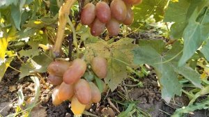 ФУДЗИТА .ДОНСКОЕ КАЗАЧЕСТВО. ТРОПИЧЕСКИЙ ВКУС.