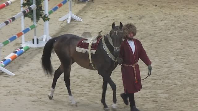 2025 Ахалтекинцы на свободе