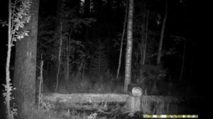 Лось на солонце | интересные факты про «серьгу»