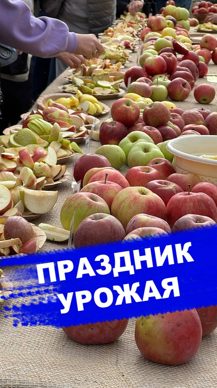 Праздник урожая в Егорьевске смотреть онлайн