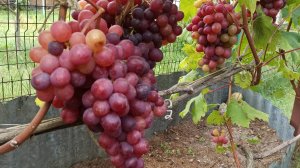 Как я вырастила виноград в Подмосковье 2025 год ...🤔🤷