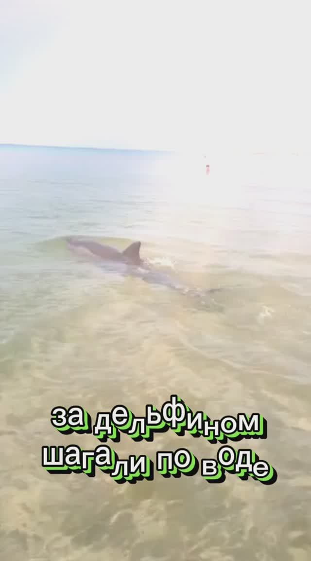 за дельфином шагали