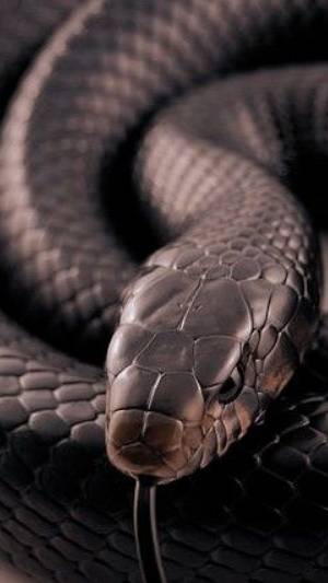 Black Mamba