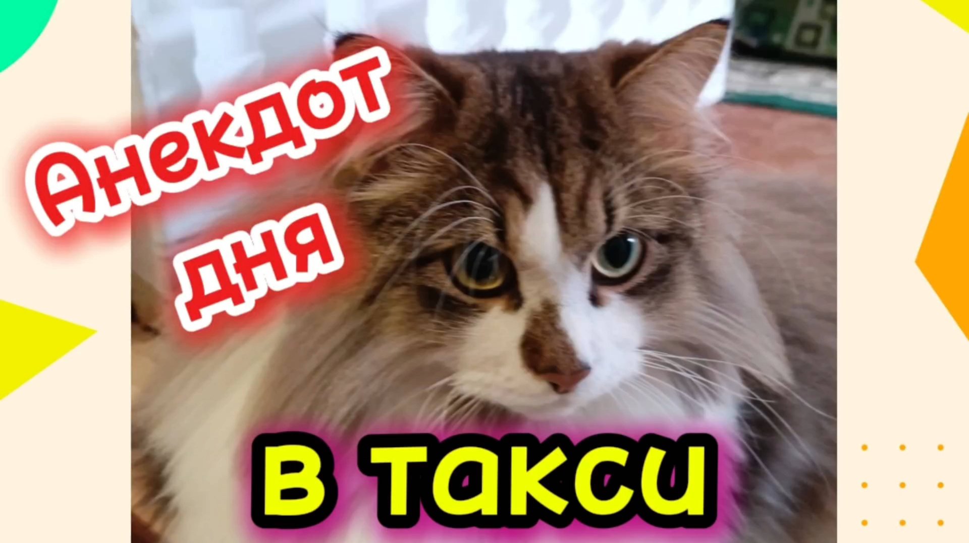 Анекдот дня. Кошки с озвучкой. смотреть онлайн