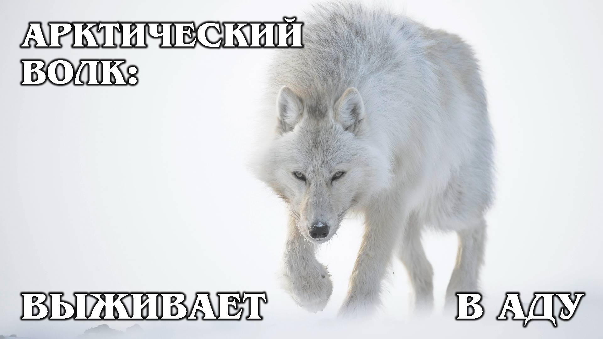 Волк Арктики: Закон Стаи | Интересные факты про волков смотреть онлайн