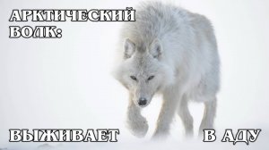 Волк Арктики: Закон Стаи | Интересные факты про волков