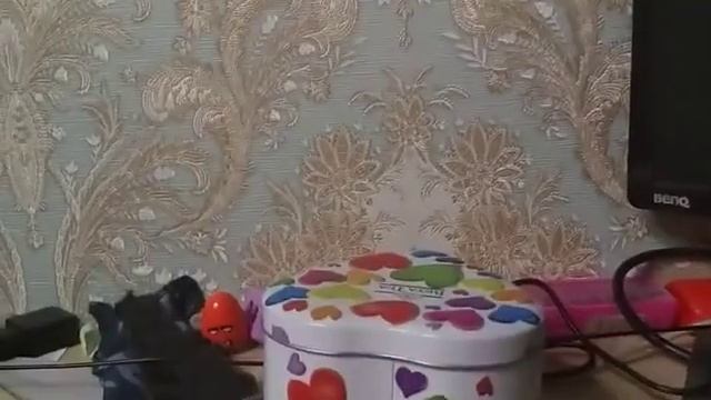 Открывание пакетиков Завры смотреть онлайн