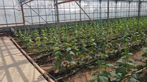 Томат и огурец,  питание и защита. начало сентября 2025, Краснодарский край.