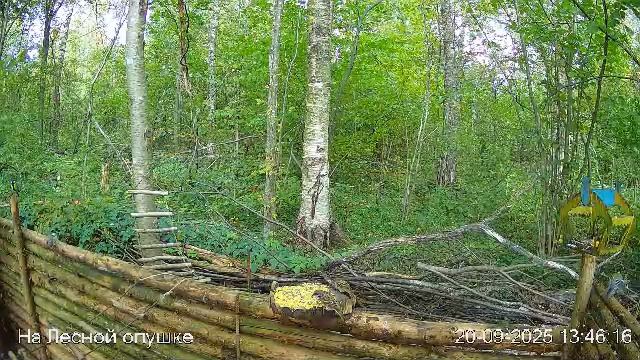 🍂СЕНТЯБРЬ в ЛЕСУ онлайн #Relaxing #природа #звуки леса #птицы #погода🍁 смотреть онлайн