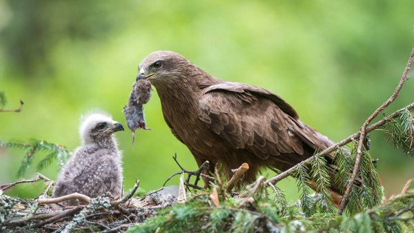 Это Крылатый Поджигатель, выносливый и приспособленный Хищник - ЧЕРНЫЙ КОРШУН!