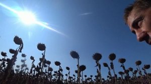 четвертый день уборочной подсолнечника оказался еще интереснее гибрид  санмарин 456