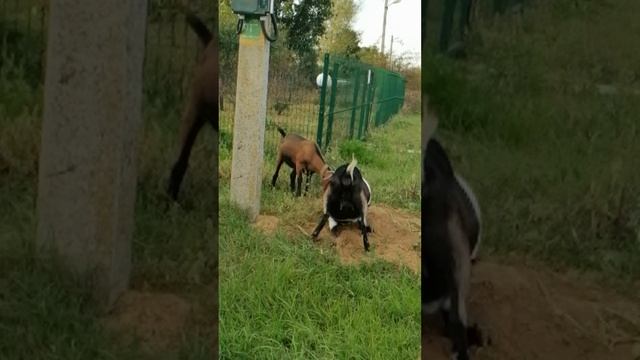Прогулка с козами смотреть онлайн