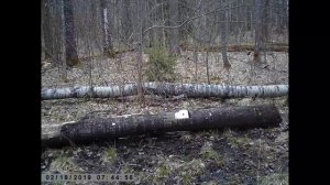 Дикий кабан в лесу быстро пробегает