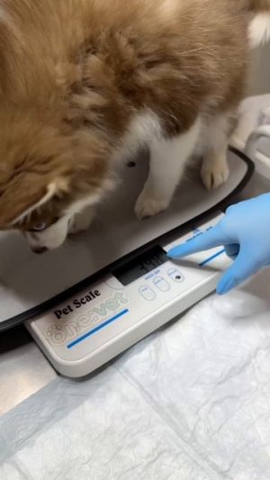 Это дорого или нет в итоге?🫠 #морозовы #юмор #собака