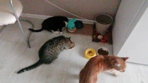 Завтрак аристократов :)